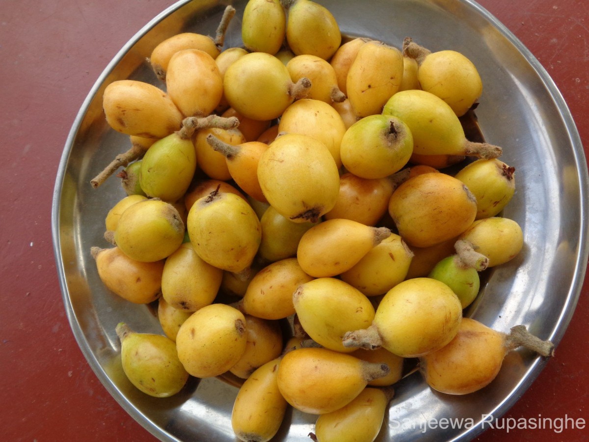 Rhaphiolepis bibas (Lour.) Galasso & Banfi